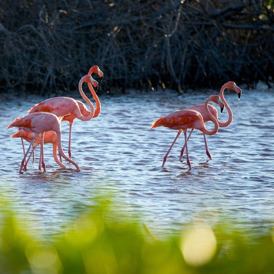 ¿Por qué los flamencos son de color rosa? - Descubre Celestún