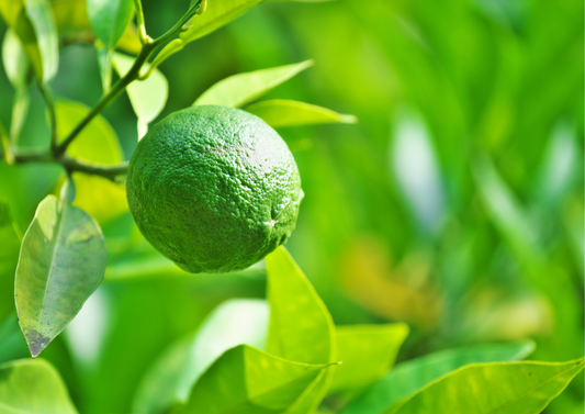 Naranja agria: Una maravilla en la Península de Yucatán