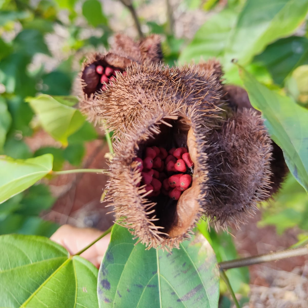Achiote Condimento Rojo Yucateco | Tía Carmi 200gr