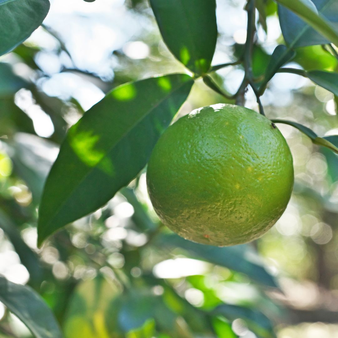Jugo de Naranja Agria Natural | Marinador para Cochinita Pibil | Noble 710 ml