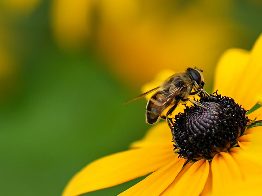 ¿Miel Sagrada o Simple Dulce? 3 Secretos del Oro Líquido que tu Chichí no te contó