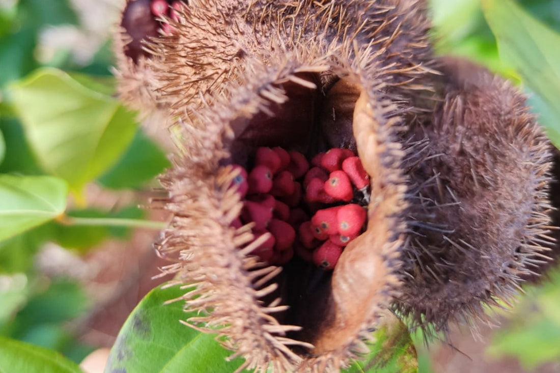 El Achiote: El alma roja de la cocina yucateca y su origen sagrado.