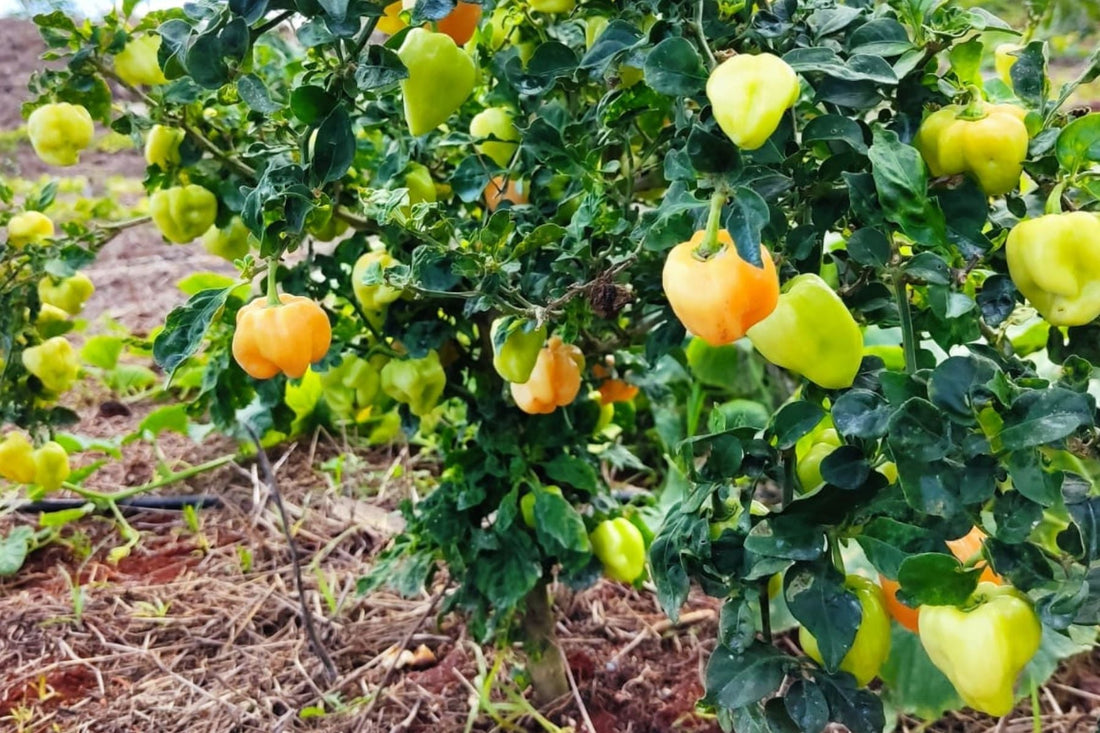 Más allá del picor: El origen sagrado y los beneficios del Chile Habanero de Yucatán